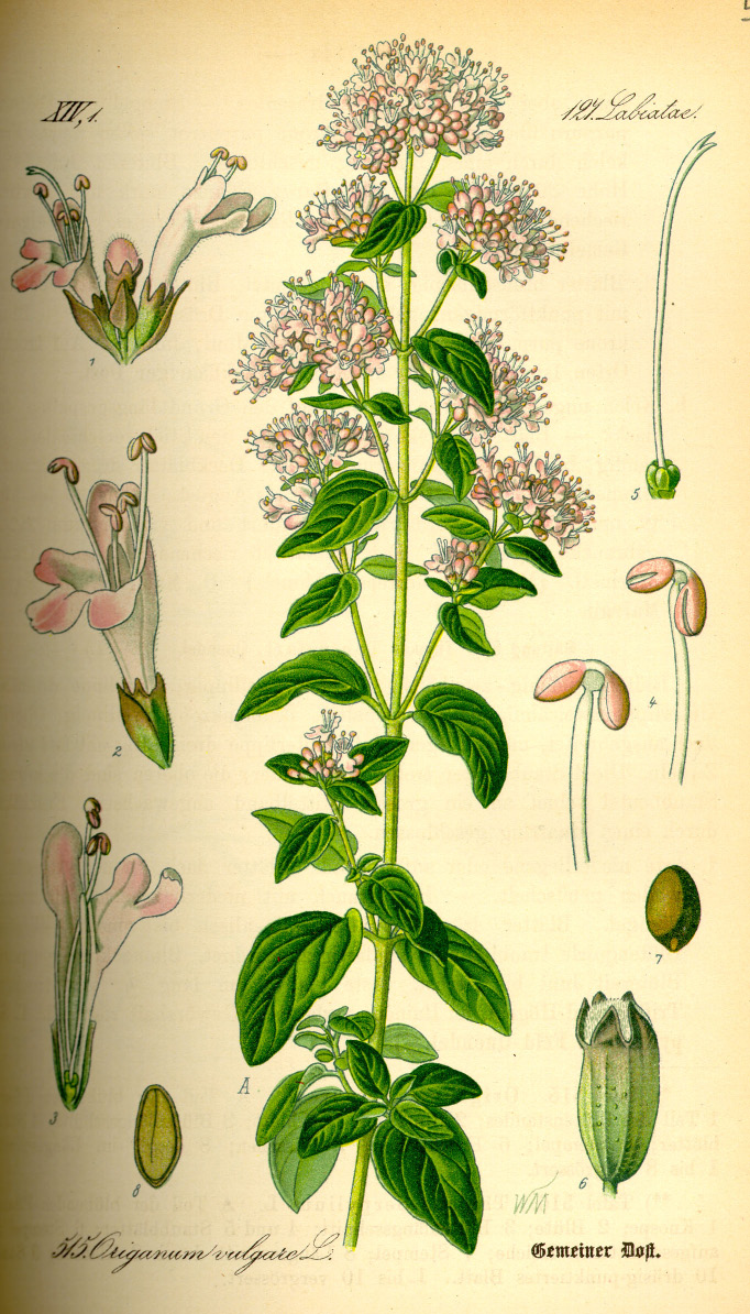 Origanum majorana